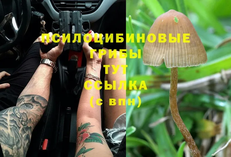 Псилоцибиновые грибы Cubensis  Ивдель 